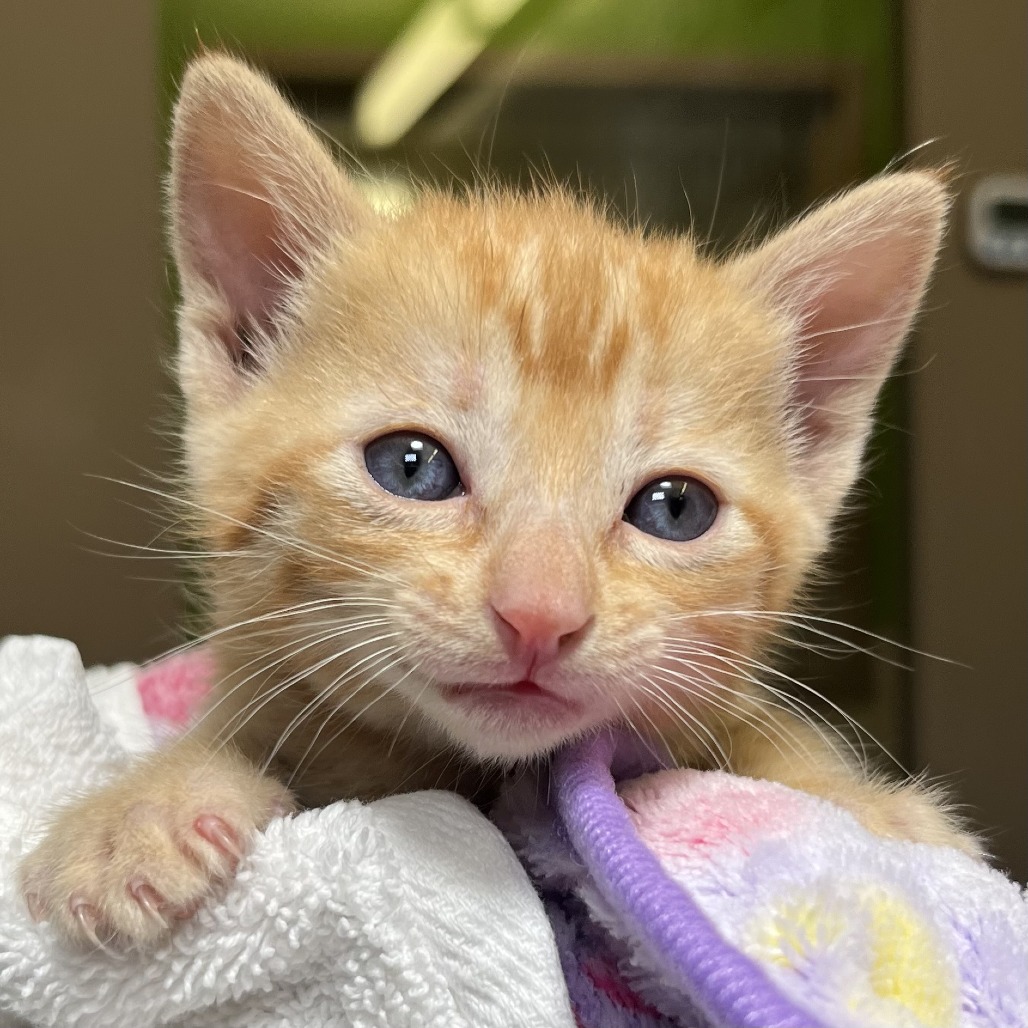 Shelter Stray Female Cat last seen , Palm Springs, CA 92264