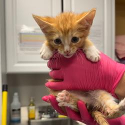Shelter Stray Male Cat last seen , Greenville, SC 29609