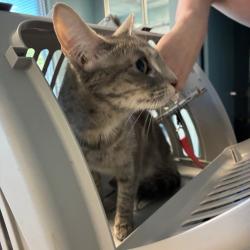Shelter Stray Female Cat last seen , Greensboro, NC 27409