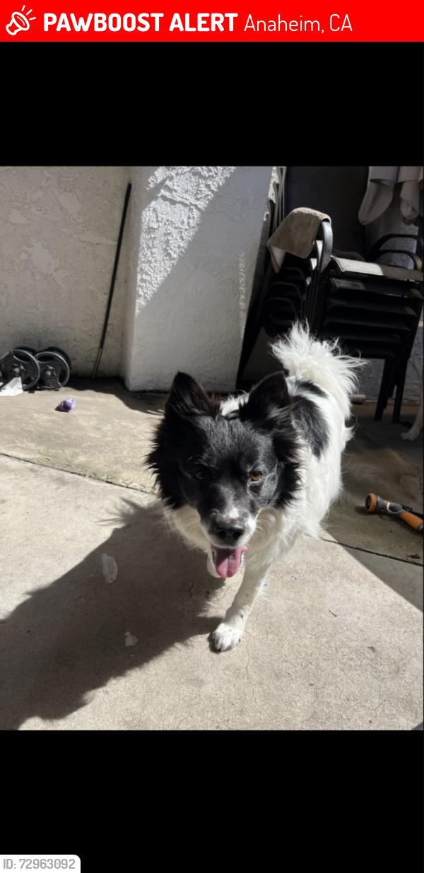 Lost Female Dog last seen La Palma & brookhurst , Anaheim, CA 92801