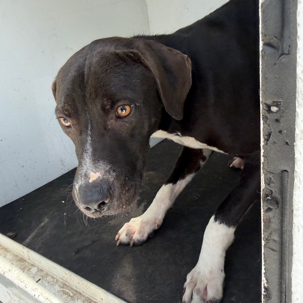 Shelter Stray Male Dog last seen , Pine Bluff, AR 71601