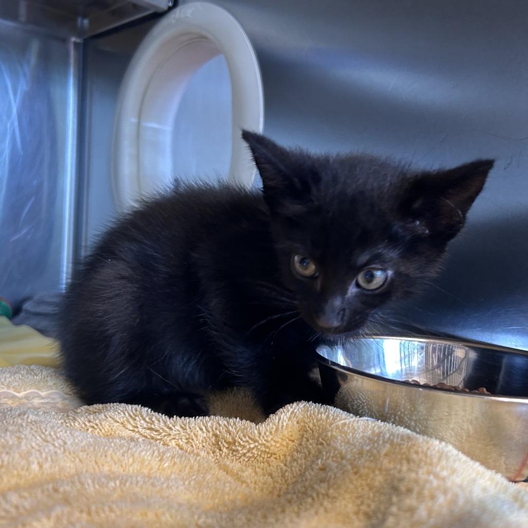 Shelter Stray Male Cat last seen , Asheville, NC 28806