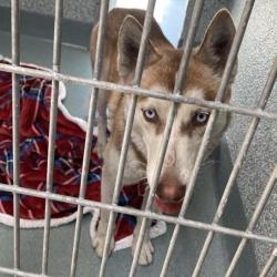 Shelter Stray Unknown Dog last seen , Hawthorne, CA 90250
