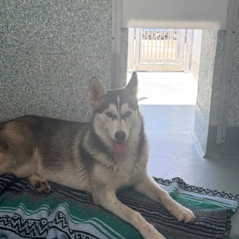 Shelter Stray Unknown Dog last seen , Hawthorne, CA 90250