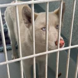Shelter Stray Unknown Dog last seen , Hawthorne, CA 90250