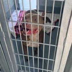 Shelter Stray Female Dog last seen , Hawthorne, CA 90250