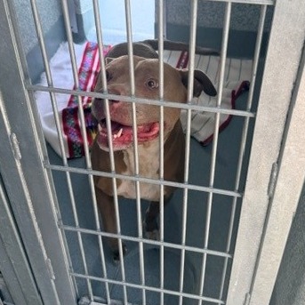Shelter Stray Female Dog last seen , Hawthorne, CA 90250