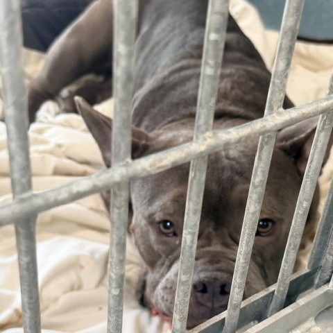 Shelter Stray Unknown Dog last seen , Hawthorne, CA 90250