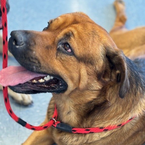 Shelter Stray Unknown Dog last seen , Hawthorne, CA 90250