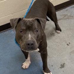 Shelter Stray Male Dog last seen , Memphis, TN 38133