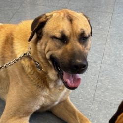 Shelter Stray Male Dog last seen , Hawthorne, CA 90250