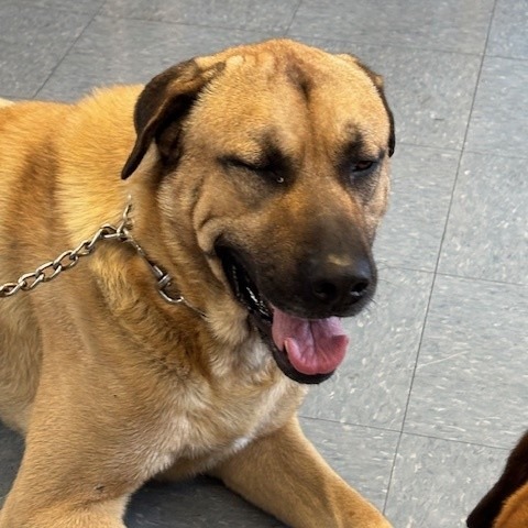 Shelter Stray Male Dog last seen , Hawthorne, CA 90250