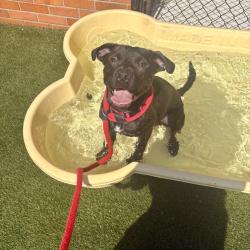 Shelter Stray Male Dog last seen , Philadelphia, PA 19140