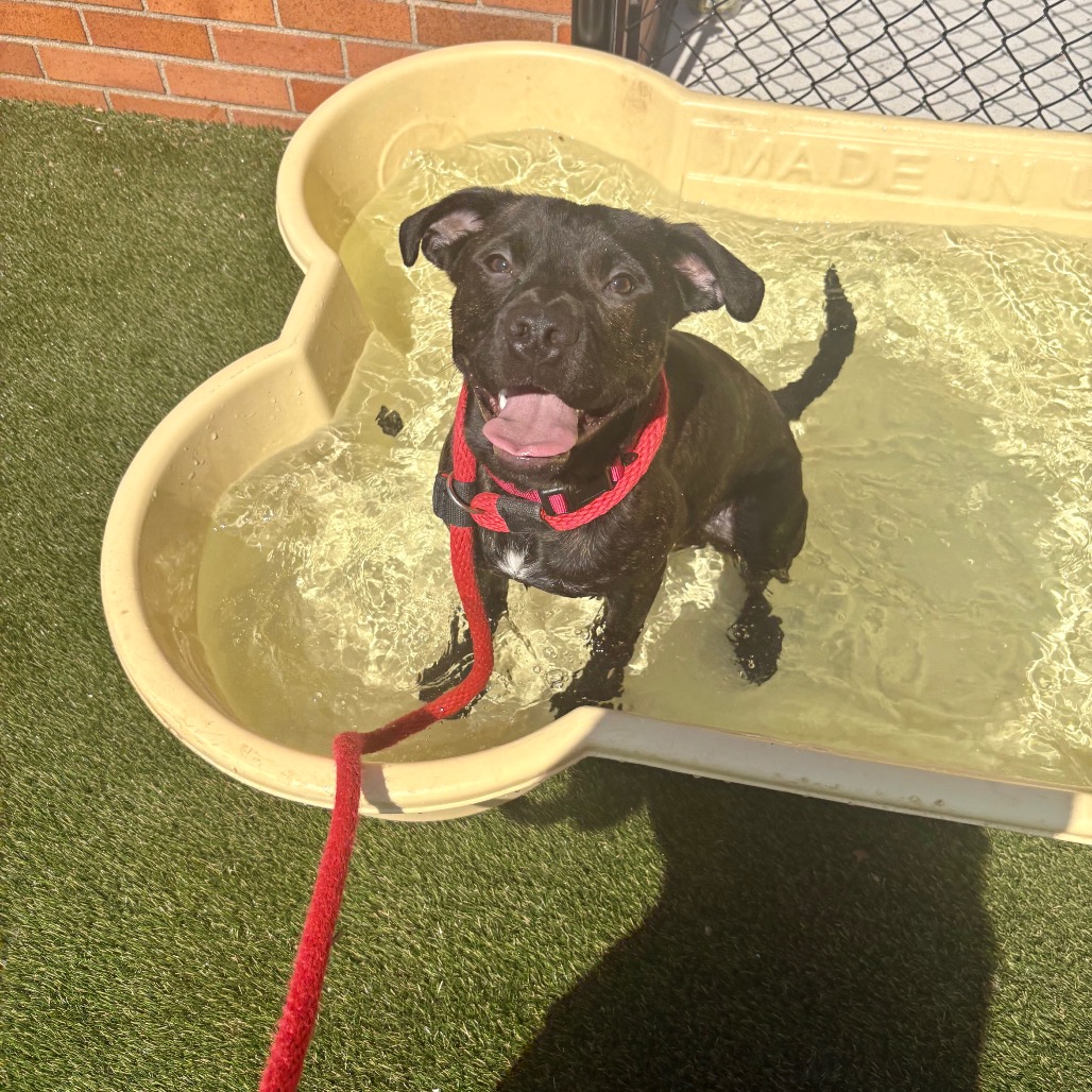 Shelter Stray Male Dog last seen , Philadelphia, PA 19140