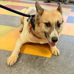 Shelter Stray Male Dog last seen , Philadelphia, PA 19140