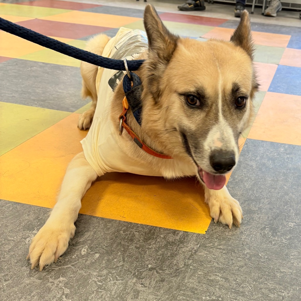 Shelter Stray Male Dog last seen , Philadelphia, PA 19140