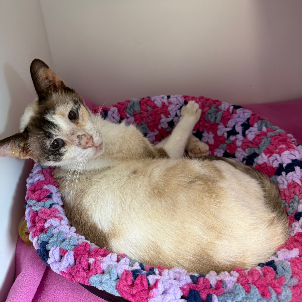 Shelter Stray Female Cat last seen , Port Richey, FL 34653
