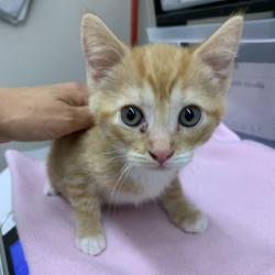 Shelter Stray Male Cat last seen , Morganton, NC 28655