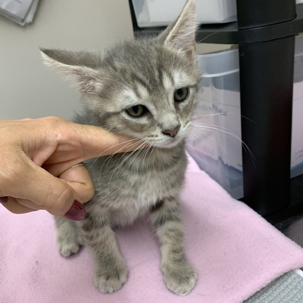 Shelter Stray Male Cat last seen , Morganton, NC 28655