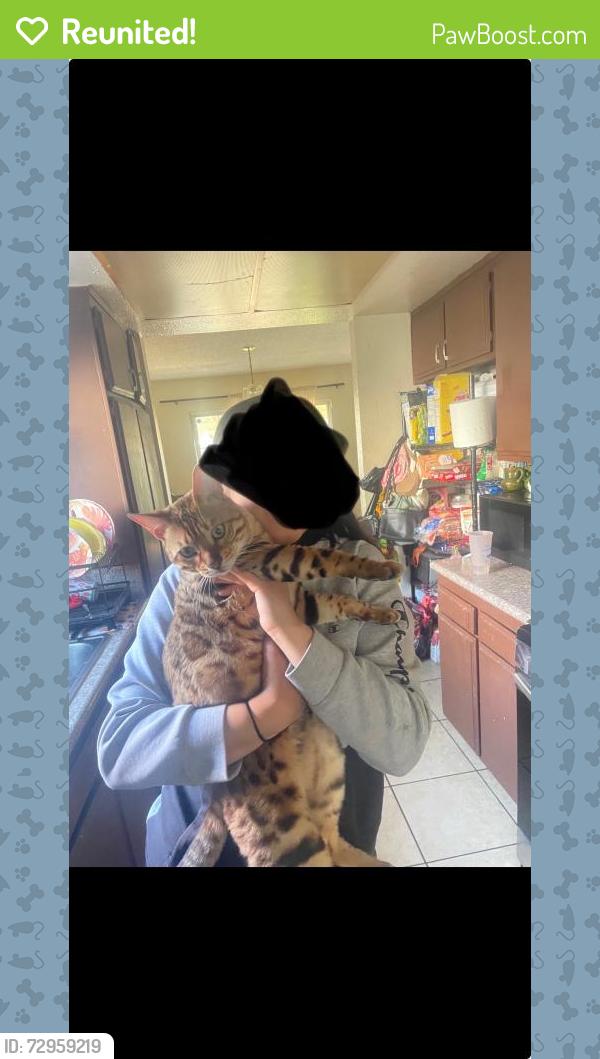 Reunited Male Cat last seen E Baseline Rd, Rialto, CA, USA, Rialto, CA 92376