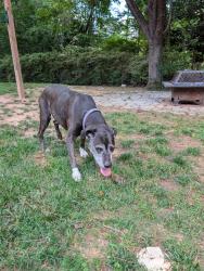 Found/Stray Female Dog last seen Dry Ave and Dixon, Cary, NC 27511