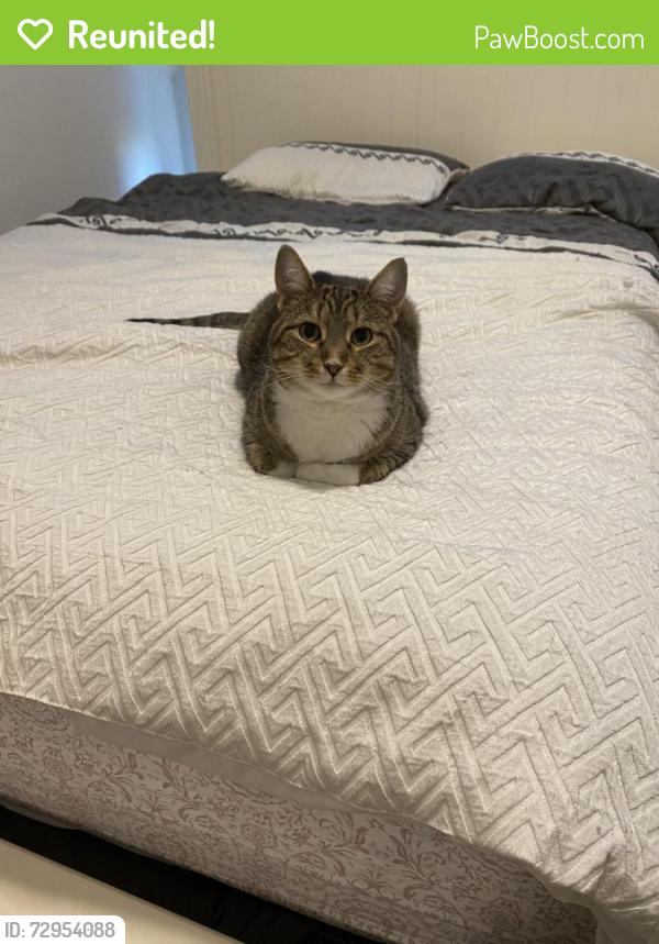 Reunited Male Cat last seen Cuyamaca and river park , Santee, CA 92071
