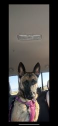 Lost Female Dog last seen W Compton Blvd & W Palm St and S Barron Ave., Compton, CA 90220