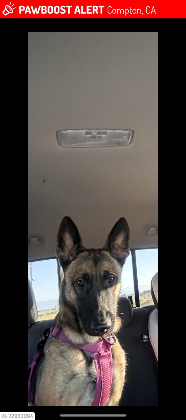 Lost Female Dog last seen W Compton Blvd & W Palm St and S Barron Ave., Compton, CA 90220