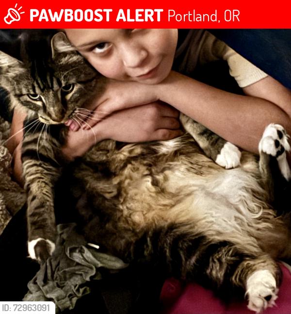 Lost Male Cat last seen Lower Boones Ferry Rd, Portland, OR 97224