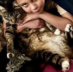 Lost Male Cat last seen Lower Boones Ferry Rd, Portland, OR 97224