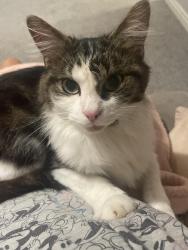 Reunited Male Cat last seen Abbey Stadium , Worcestershire, England B97 6SQ