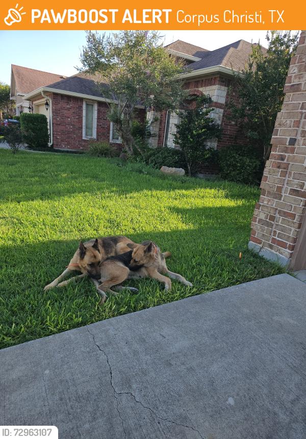 Found/Stray Male Dog last seen Deer run Corpus Christi 78410, Corpus Christi, TX 78410