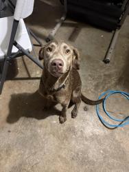 Found/Stray Female Dog last seen mission west park, Mission Bend, TX 77083