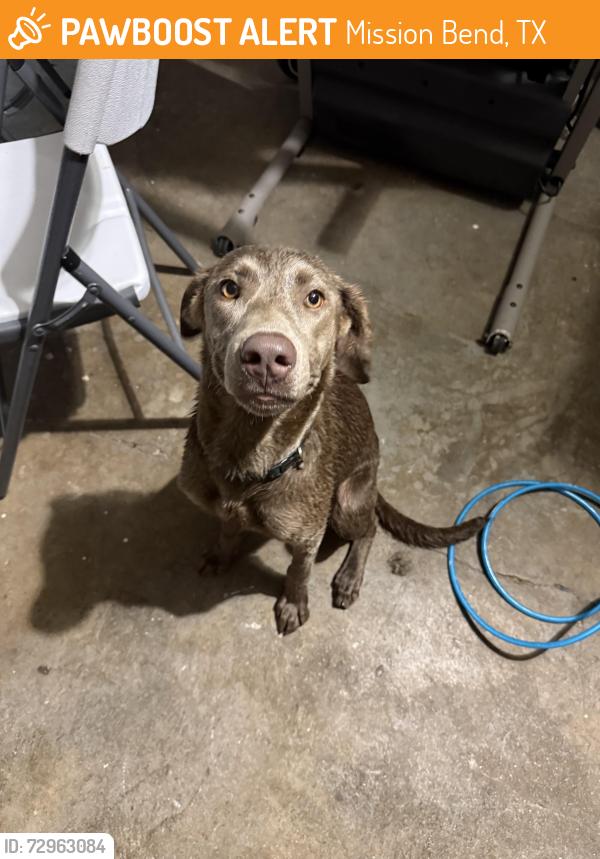 Found/Stray Female Dog last seen mission west park, Mission Bend, TX 77083