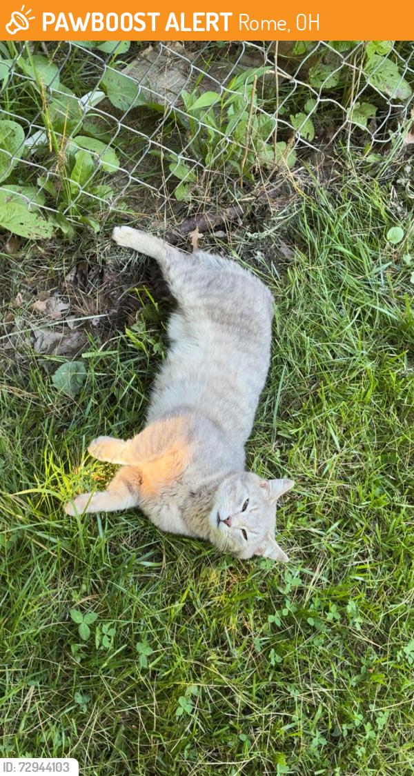 Found/Stray Male Cat last seen Hartsgrove, Rome, OH 44085