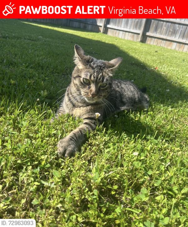 Lost Female Cat last seen Boxford Rd , Virginia Beach, VA 22464