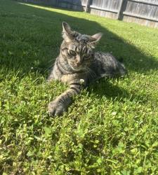 Lost Female Cat last seen Boxford Rd , Virginia Beach, VA 22464