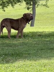 Found/Stray Unknown Dog last seen Mostly stays under the tree near the east bathrooms , Philadelphia, PA 19131