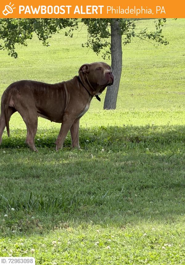 Found/Stray Unknown Dog last seen Mostly stays under the tree near the east bathrooms , Philadelphia, PA 19131