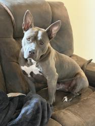 Lost Male Dog last seen Mill park , San Antonio, TX 78254