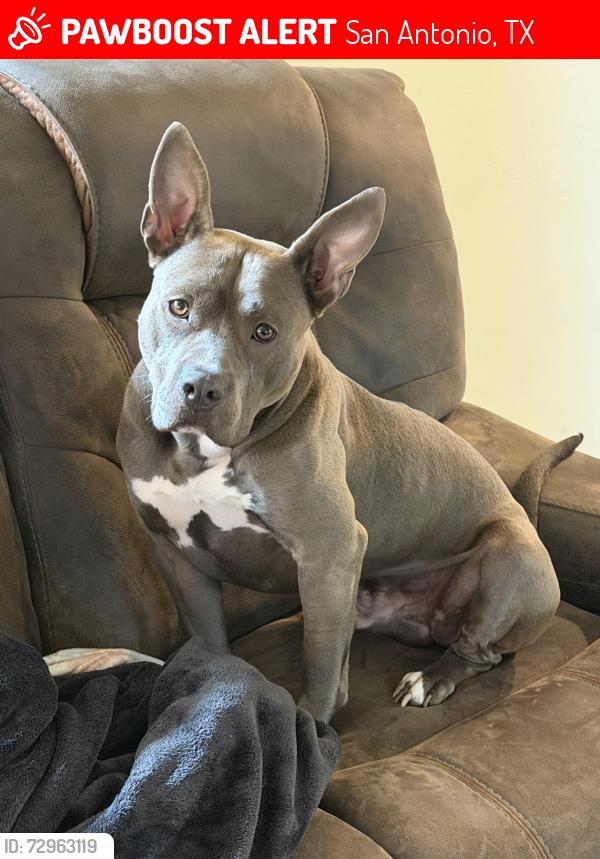 Lost Male Dog last seen Mill park , San Antonio, TX 78254