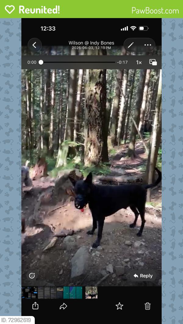 Reunited Male Dog last seen Whyte Lake Park, West Vancouver, BC V7W 1V2