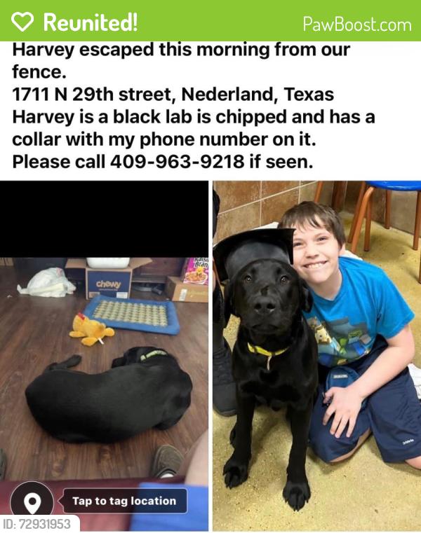Reunited Male Dog last seen C and 29th Nederland, Nederland, TX 77627