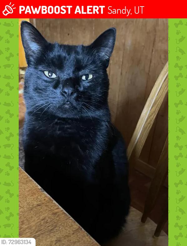Lost Male Cat last seen Crocus st, Sandy, UT 84094