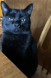 Lost Male Cat last seen Crocus st, Sandy, UT 84094