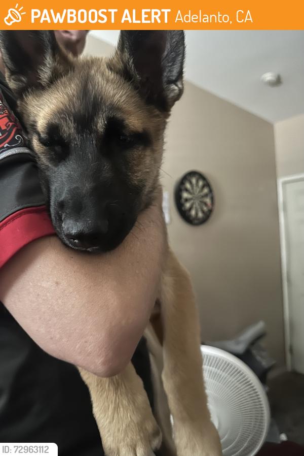 Found/Stray Unknown Dog last seen Unknown, Adelanto, CA 92301