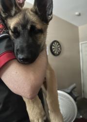 Found/Stray Unknown Dog last seen Unknown, Adelanto, CA 92301