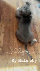 Lost Female Dog last seen Near Racine , Chicago, IL 60621