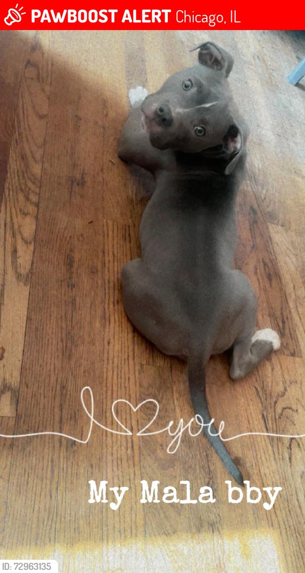 Lost Female Dog last seen Near Racine , Chicago, IL 60621