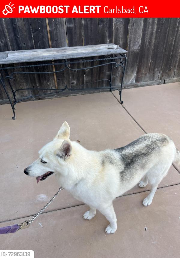 Lost Female Dog last seen Peach tree Rd Carlsbad , Carlsbad, CA 92011